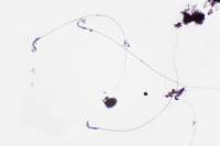 Spermatozoïdes de Rat x200